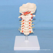 Menschliches Skelett-Knochen-Modell für medizinische Lehre (R020703)